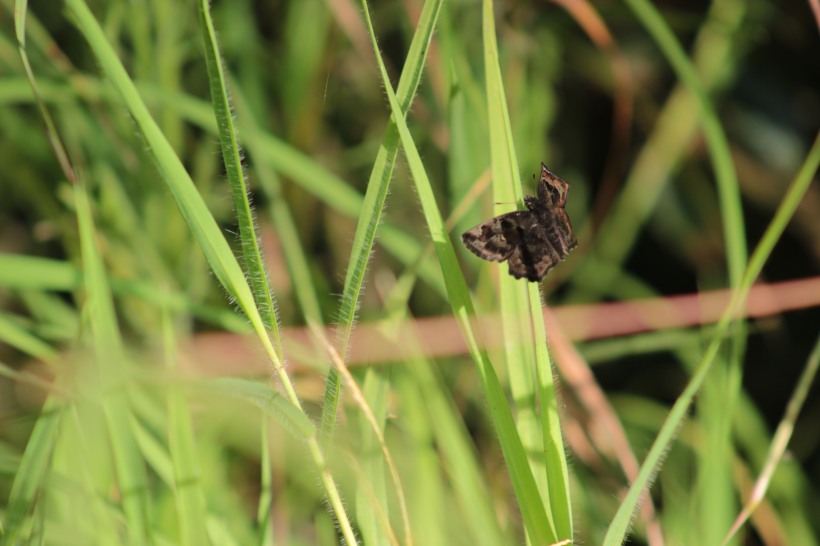 Butterfly in grass.