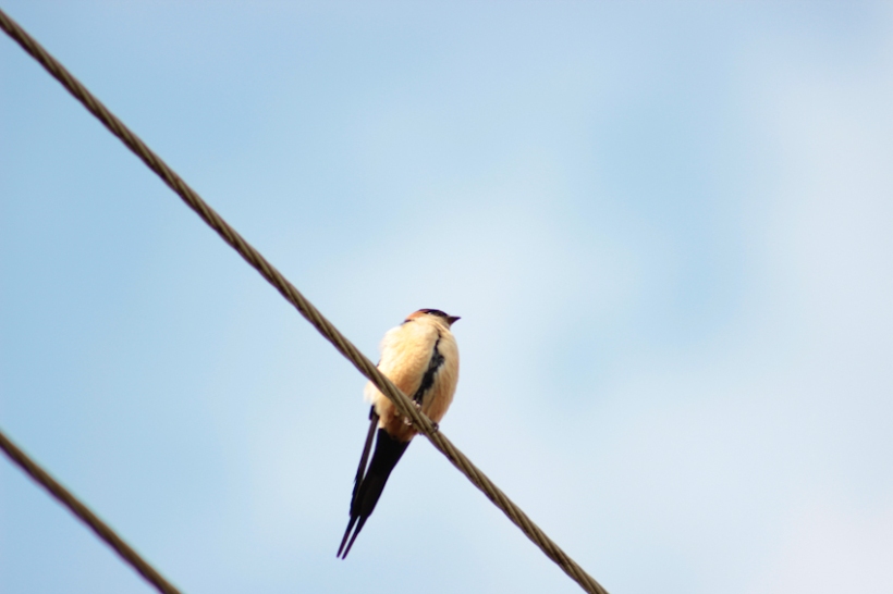 Swallow on power line.