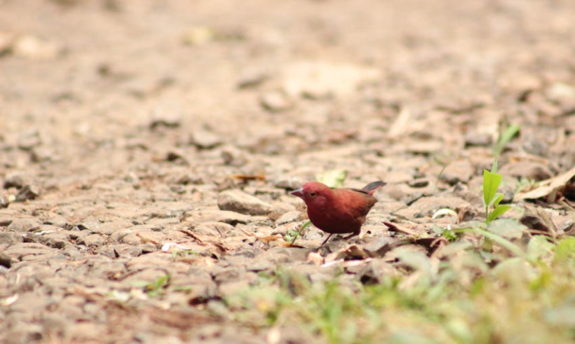 Male Red-billed firefinch.