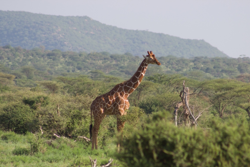Reticulated giraffe feeding.