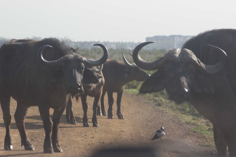 A buffalo herd on the road at Nairobi National Park.