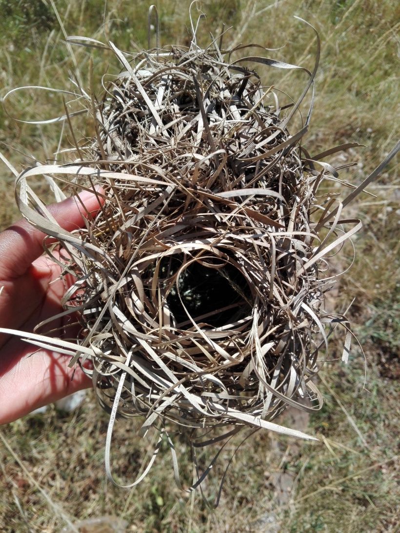 Holub's Golden Weaver nest.