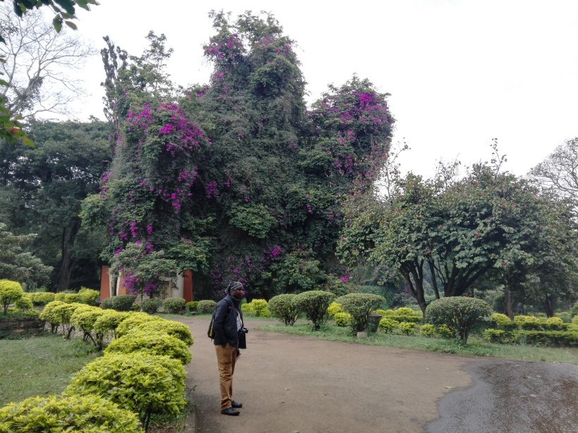 Giant bougainvillea at City Park, Nairobi.