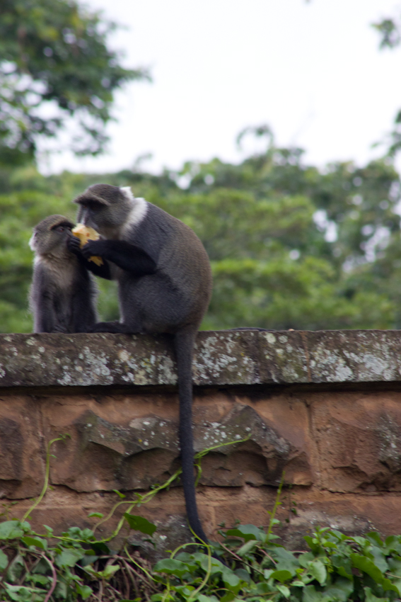 Sykes monkeys eating chapati.