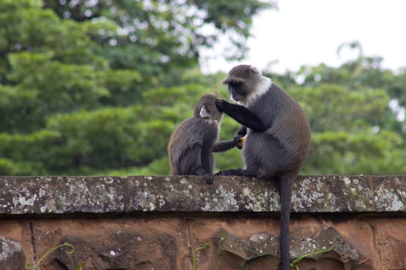 Sykes monkeys grooming.